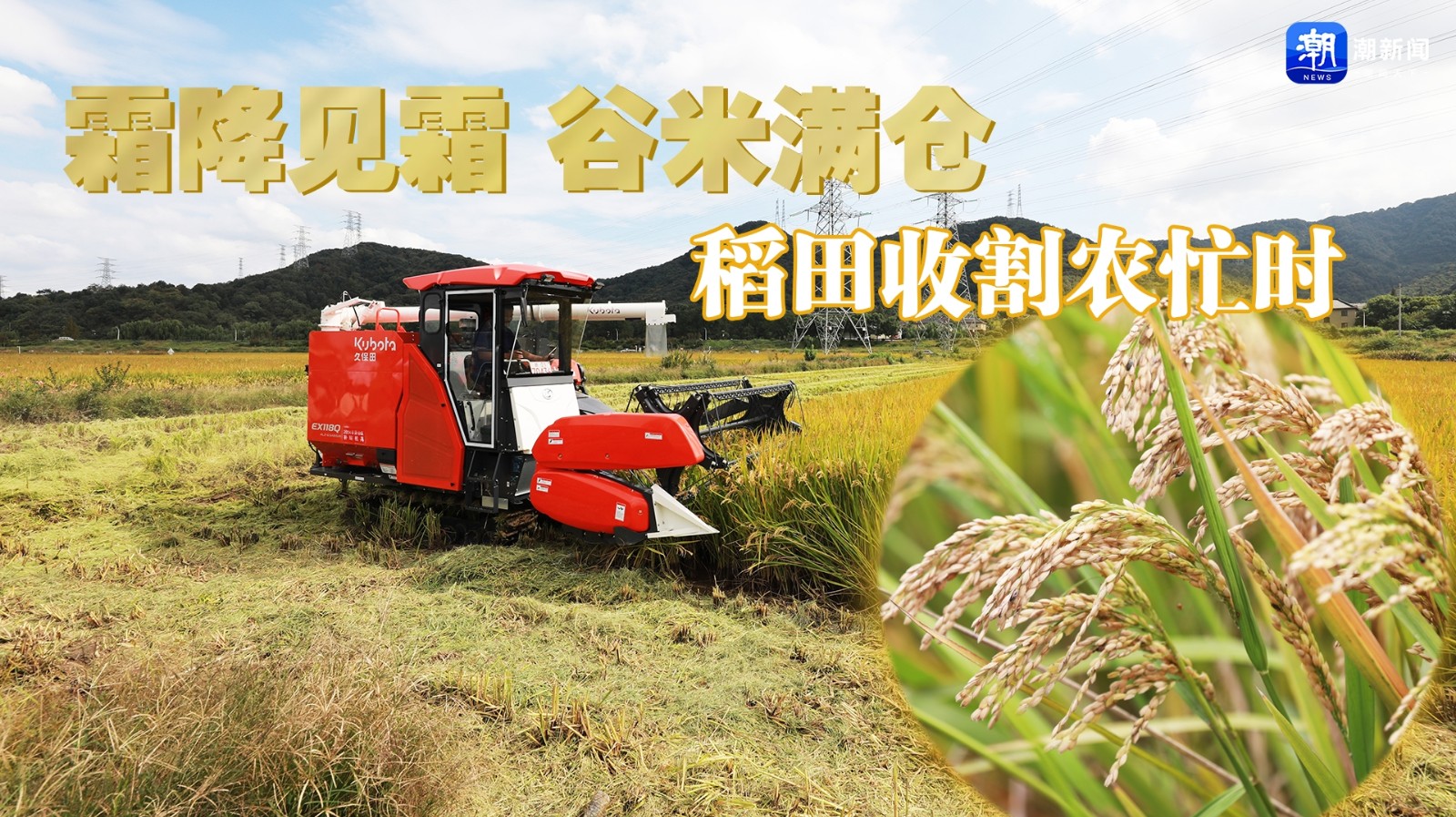 “霜降見霜，谷米滿倉” 稻田收割農(nóng)忙時