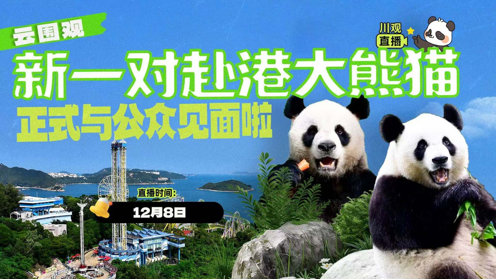云圍觀！新一對赴港大熊貓正式與公眾見面啦