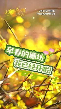 【這里是廊坊】早春的廊坊，花已經(jīng)開(kāi)啦！