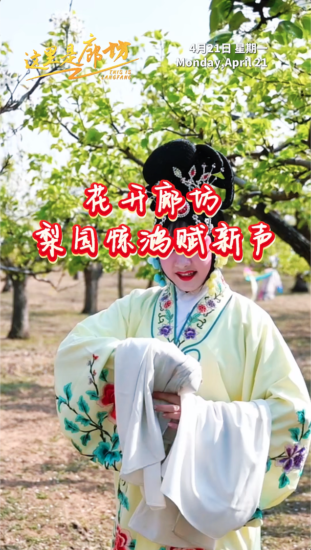 【這里是廊坊】花開廊坊 梨園驚鴻賦新聲