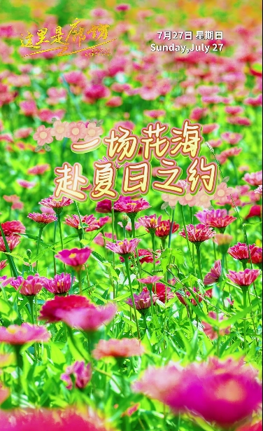 【這里是廊坊】一場(chǎng)花海 赴夏日之約