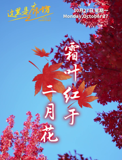  【這里是廊坊】霜葉紅于二月花