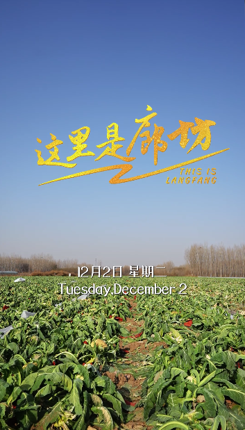 【這里是廊坊】安次大垡村