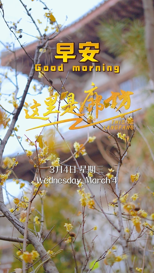 【這里是廊坊】臘梅綻放 靜待春天